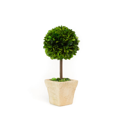 Preserved Boxwood Topiary - 5 X 12" - Square Pot