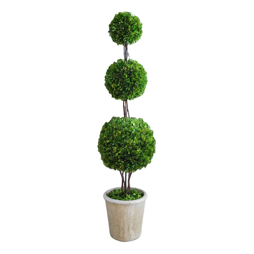 Preserved Boxwood Triple Ball Topiary - 59 Inch