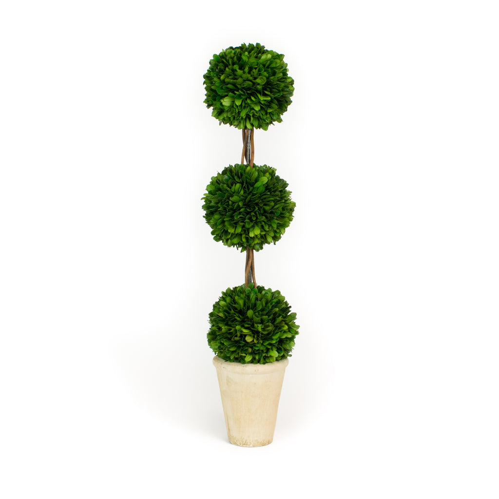 Preserved Boxwood Triple Ball Topiary - 24 Inch