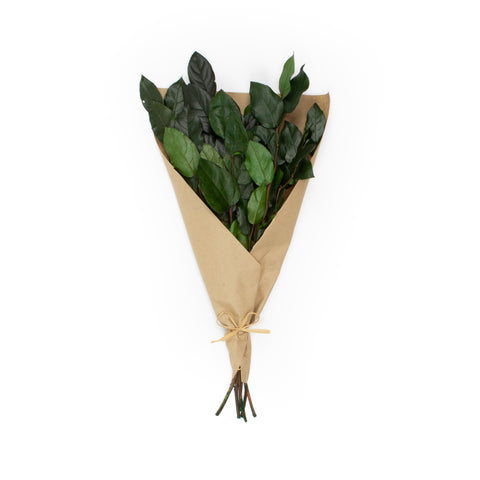 Preserved Salal Wrapped In Kraft Paper - Green - 4 Ounces (Set of 3 Bunches)