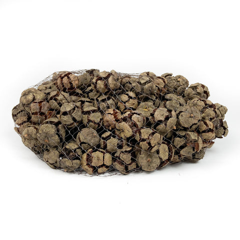 Pine Cone Cypress - Natural - 2.2 lbs