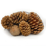 Pine Cone Martima - Bleached - 12 Pieces