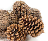 Pine Cone Martima - Natural - 12 Pieces