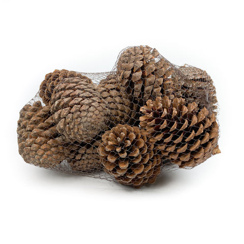 Pine Cone Martima - Natural - 12 Pieces