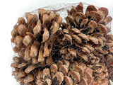 Pine Cone Pinea - Natural - 12 Pieces