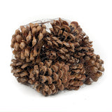 Pine Cone Pinea - Natural - 12 Pieces