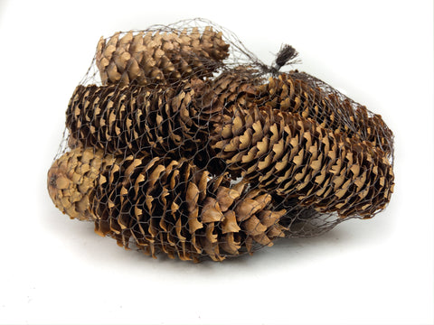 Pine Cone Natural - Spruce - 24 Pieces
