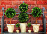 Preserved Boxwood Single Ball Topiaries - 16 Inch (SET OF 2) - Bella Marie - 2