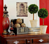 Preserved Boxwood Single Ball Topiary - 16 Inch - Bella Marie