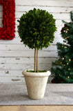 Preserved Boxwood Single Ball Topiary - 16 Inch - Bella Marie