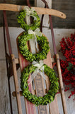 Preserved Boxwood Round Wreath - Set of three - Bella Marie - 1